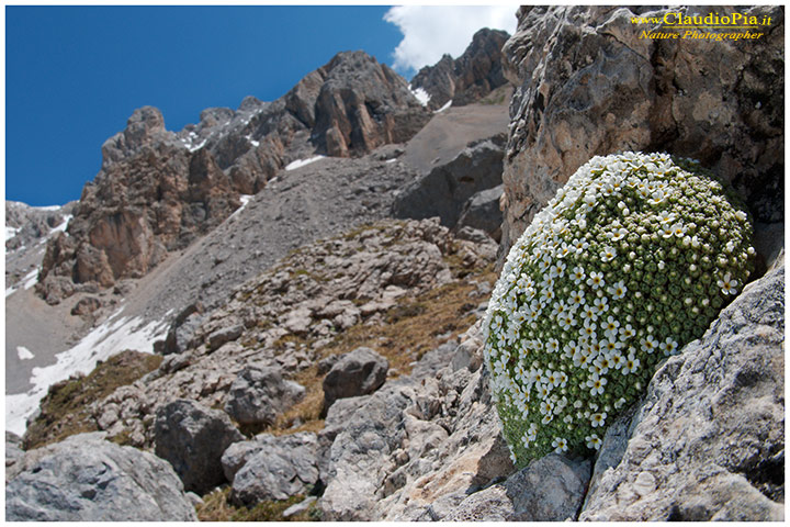 androsace helvetica dolomiti, fiori di montagna, alpini